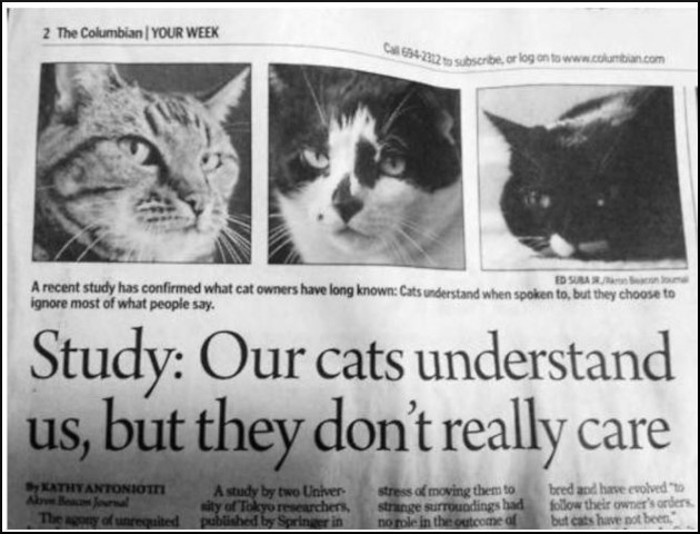 Cats DO Understand