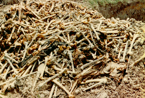 Cambodian Mass Graves