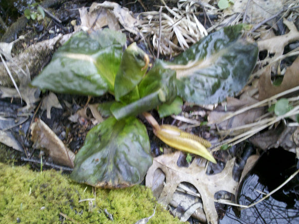 Cooked Skunk Cabbage!