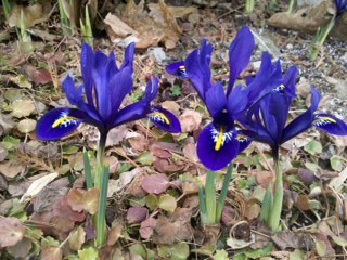 Iris reticulata