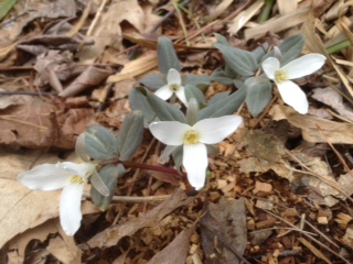 Trillium nivale