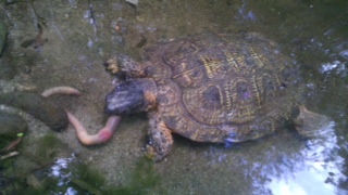 turtle