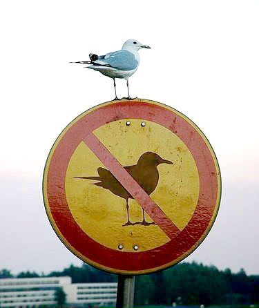 No Birds it sez